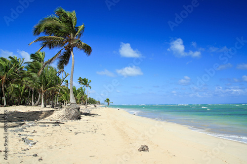 Fototapeta Naklejka Na Ścianę i Meble -  Palms on tropical beach