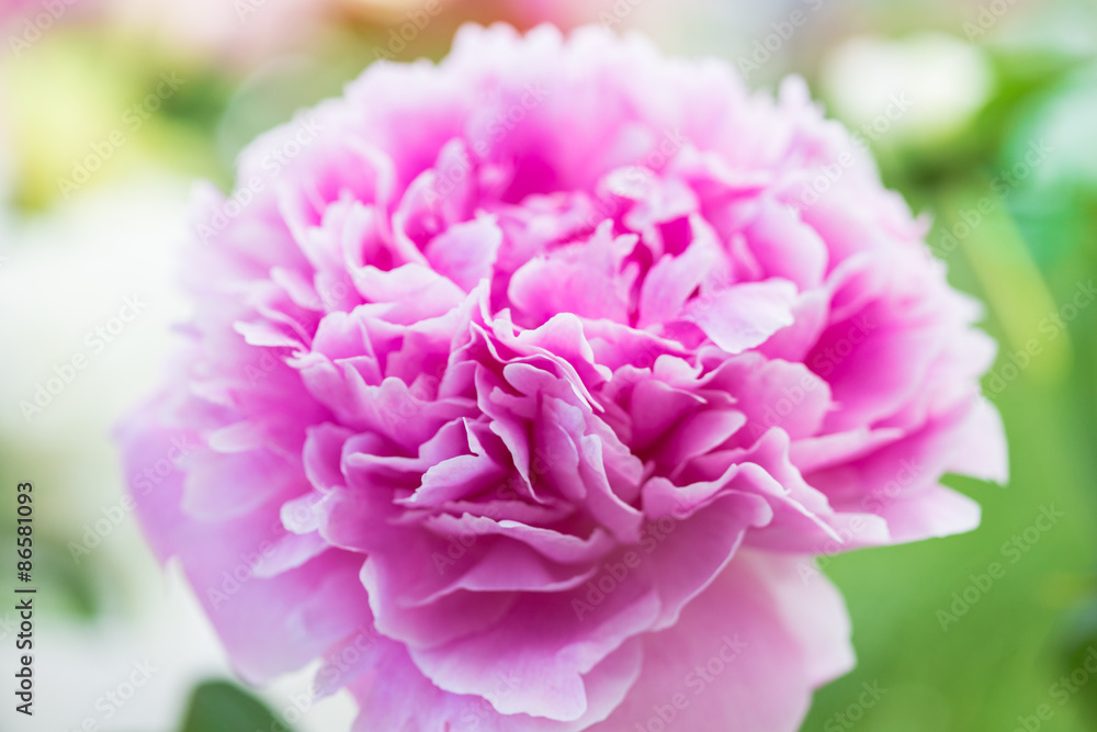 Peony flower Peony flower