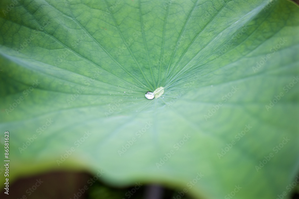 lotus leaf lotus leaf