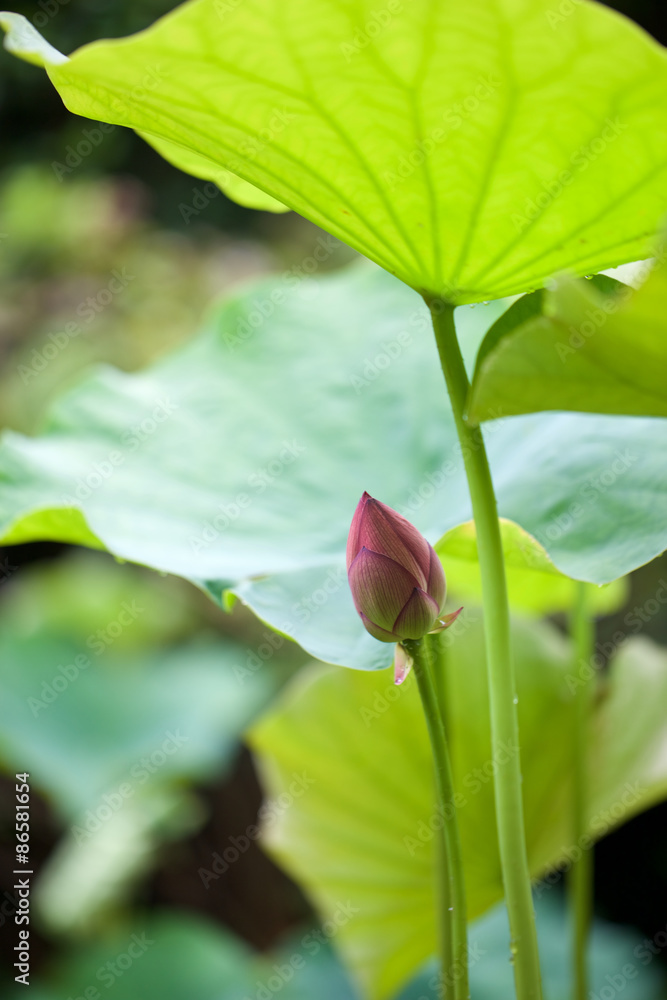 lotus lotus