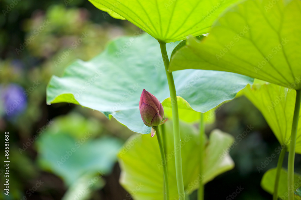 lotus lotus