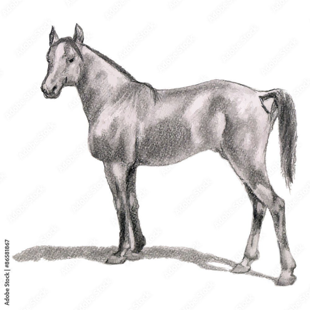 Arabian horse, stallion. Realistic figure.