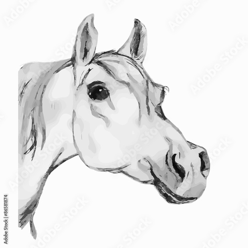 Arabian horse,  stallion (head). Gray tone.