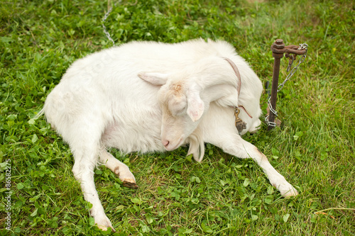 芝生で眠るヤギ