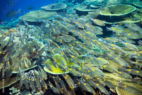 underwater photo of school of snapper fish indian ocean