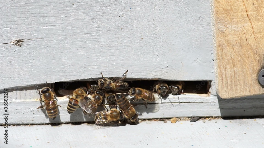 Honey bees enter and exit their beehive
Honey bees enter and exit their beehive