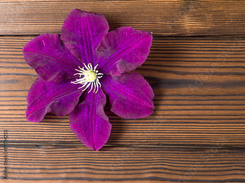 Purple clematis on the wooden planks