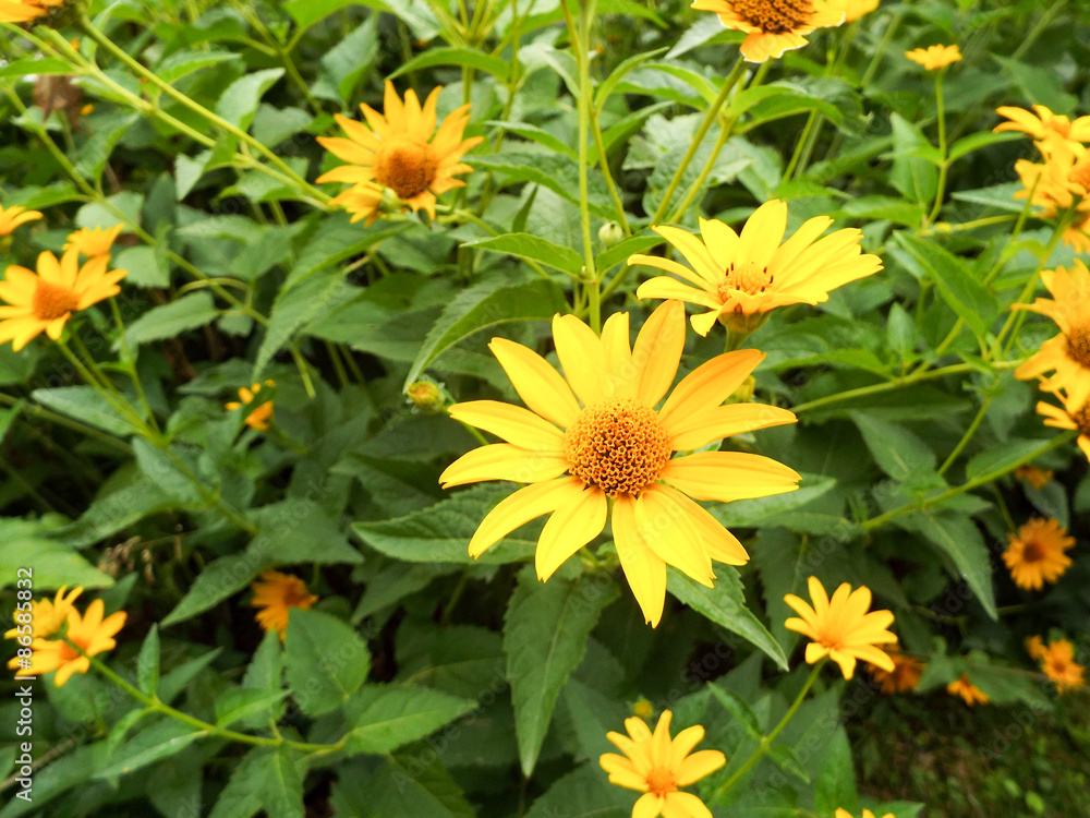 Beautifu summer flower. Floral background Beautifu summer flower. Floral background