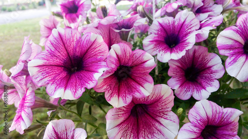 Beautifu summer flower. Floral background © vio0orel