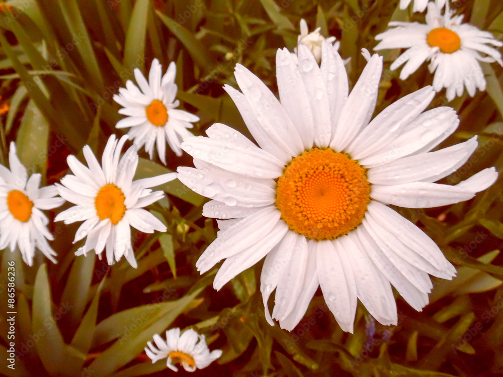 Obraz premium Beautifu summer flower. Floral background