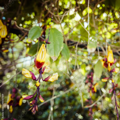 Famous Tropical Botanical Gardens in Funchal town, Madeira islan © Curioso.Photography