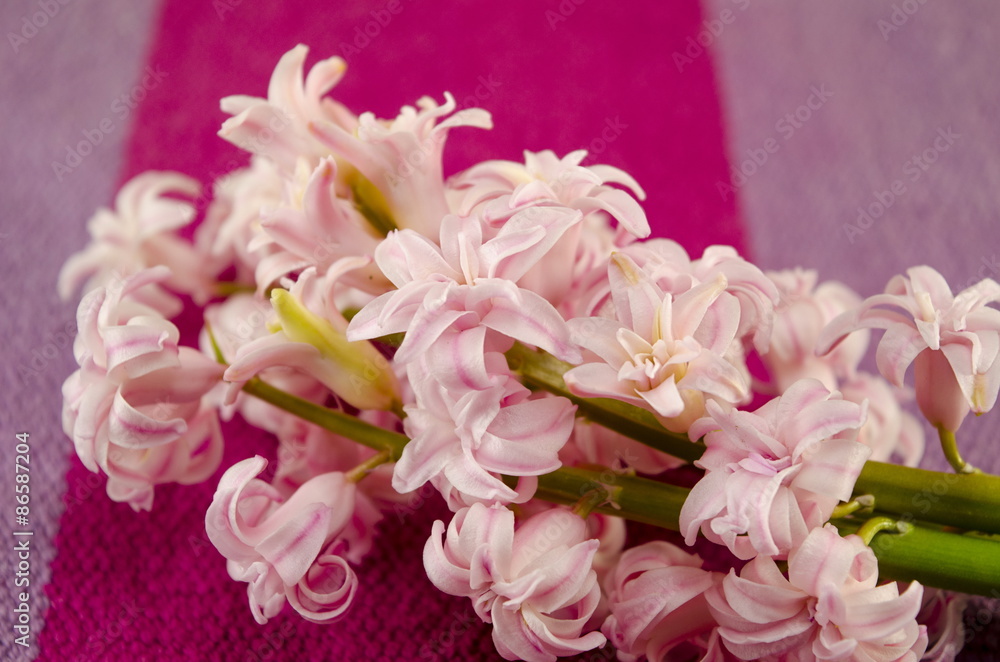 Ffresh flowers hyacinths on coloured tablecloth