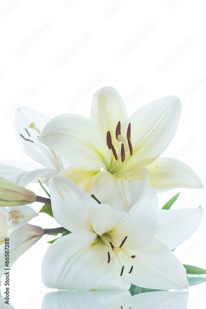 white Lily white Lily