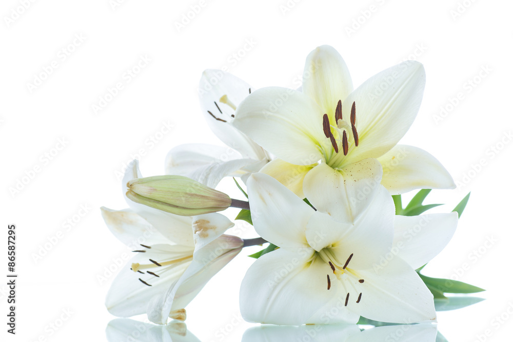 white Lily - obrazy, fototapety, plakaty 