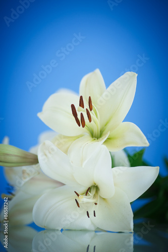 white Lily © Peredniankina