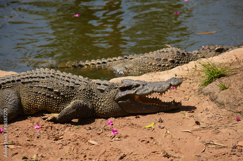 Crocodile