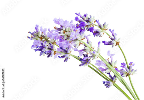 Lavender Blossoms Closeup isolated