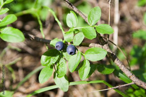 blueberries in the forest