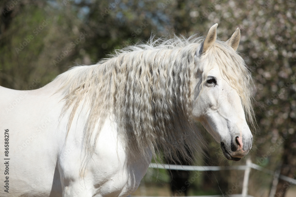 Obraz premium Portrait of beautiful andalusian mare in spring