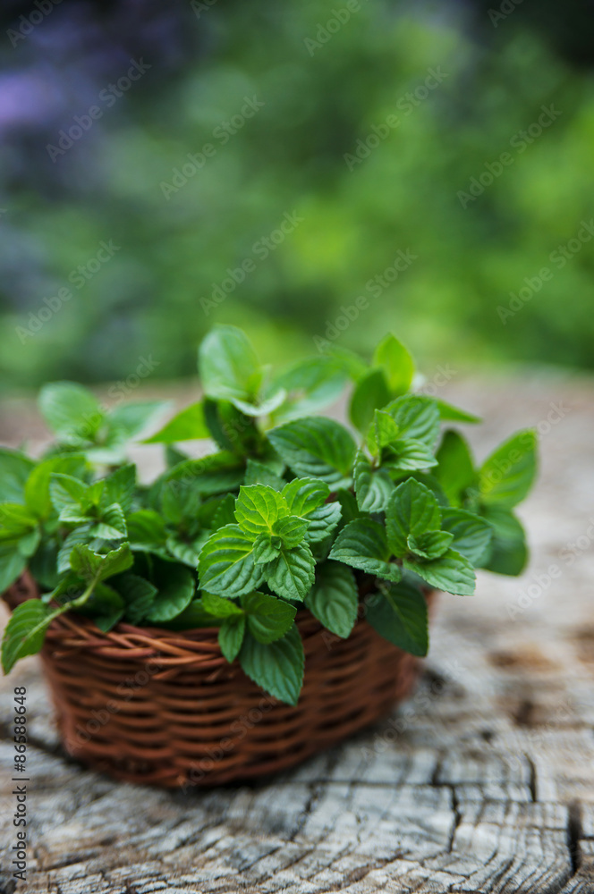 Mint in small basket on natural wooden background, peppermint, Mint in small basket on natural wooden background, peppermint,
