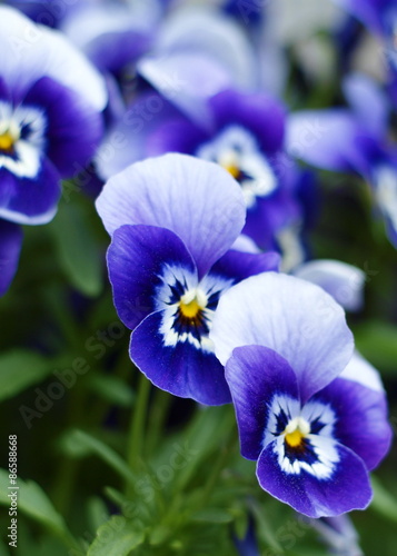Violaceae blau
