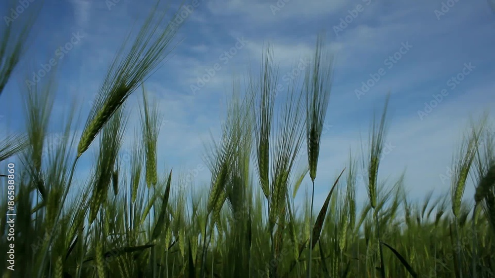 Swaying Ears Of Wheat Against The Blue Sky Swaying Ears Of Wheat Against The Blue Sky