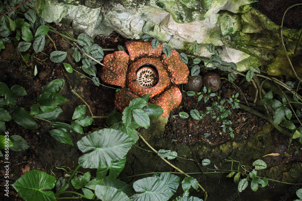 Rafflesia.