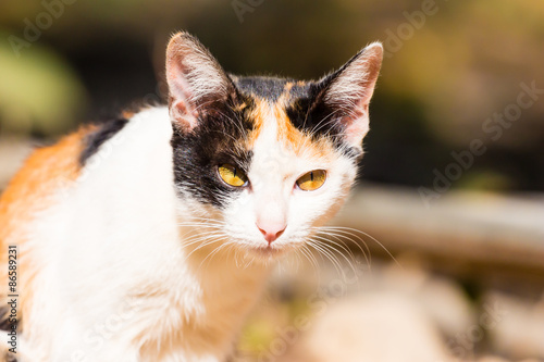 cute thai cat portrait