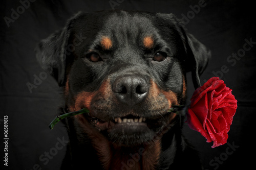 Foto Rottweiler in love