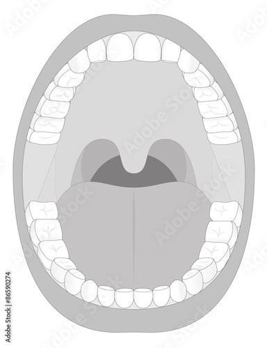 Outline illustration of an open adult mouth with thirty-six permanent teeth. Abstract isolated vector illustration on white background.