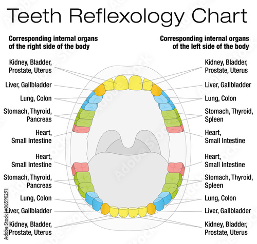 Teeth reflexology chart - permanent teeth and their corresponding internal organs. Isolated vector illustration over white background.