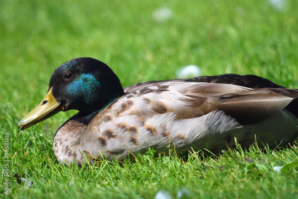 Stockente auf der Wiese,Porträts! Stockente auf der Wiese,Porträts!