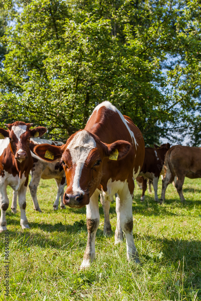 Herd of cows at summer green field Herd of cows at summer green field