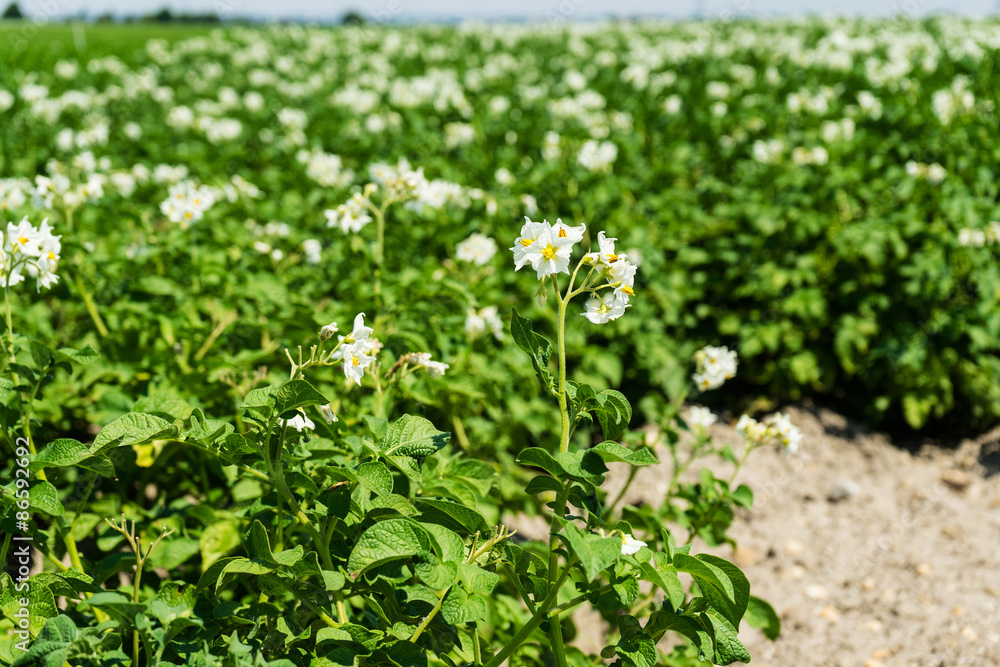 Kartoffelfeld in Blüte