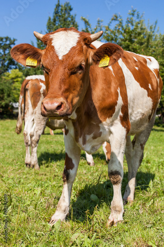 Herd of cows at summer green field © mariusz szczygieł