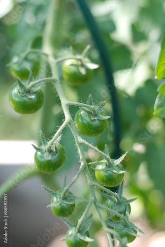 tomaten grün unreif eigener garten