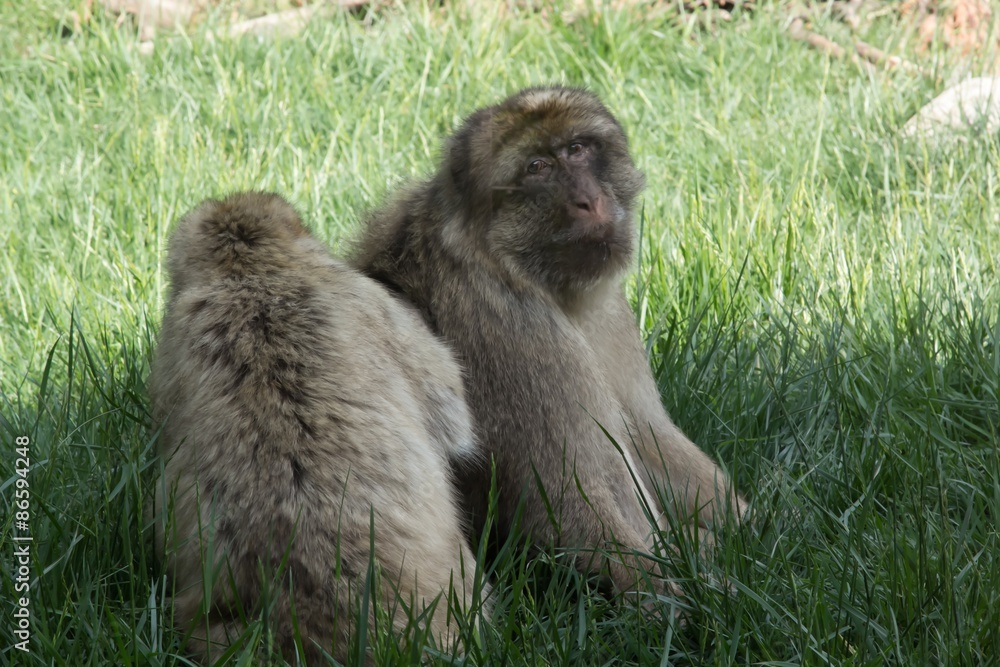 Obraz premium monkey