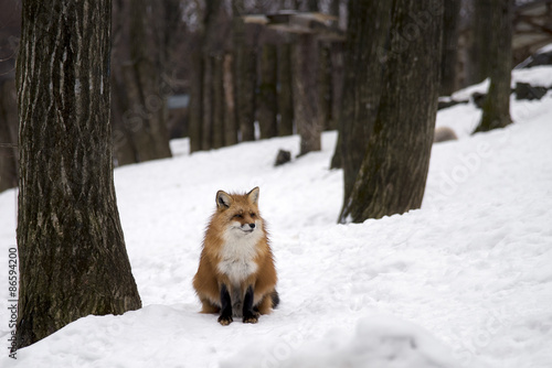 Red Fox in the snowfields of Siroishi, Japan