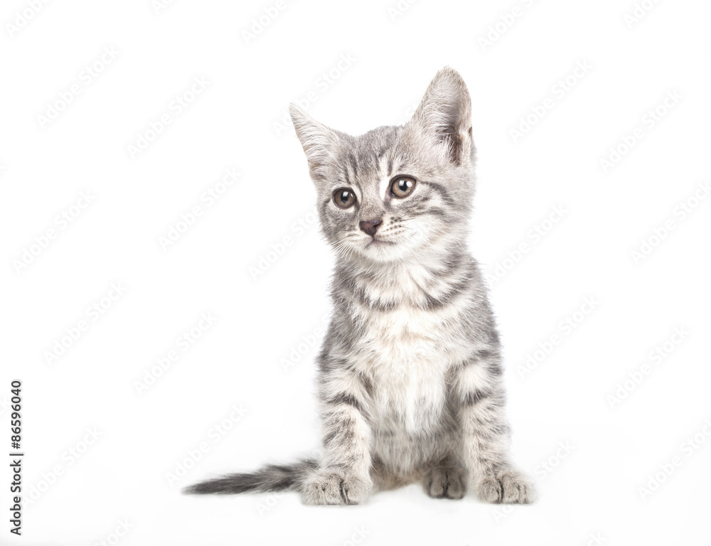 Obraz premium Small gray kitten
