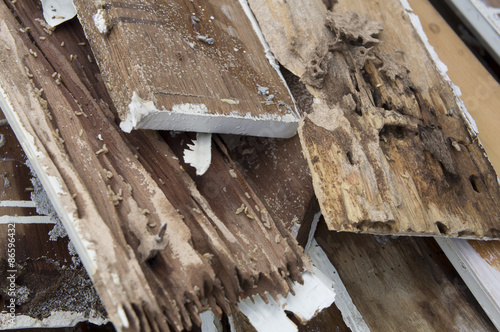 termite damage rotten wood eat nest destroy concept