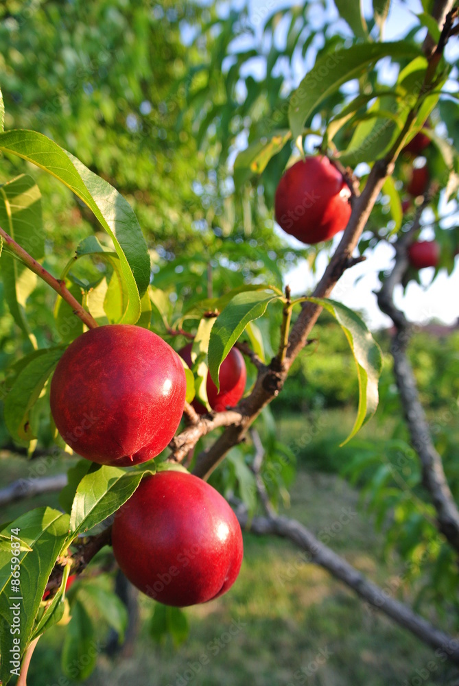 Ripe red nectarines on the tree in an orchard on a sunny summer afternoon. Concept of organic farming; fresh, natural, healthy, unprocessed fruit.