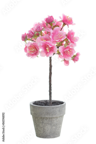 small cherry blossom tree in a pot isolated on a white background