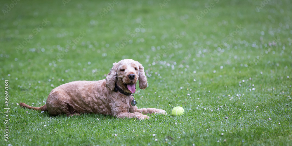 Fototapeta premium Golden Cocker Spaniel