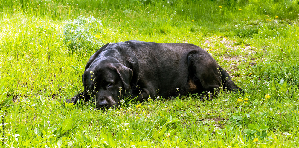 Black labrador-retriever resting on the lawn Black labrador-retriever resting on the lawn