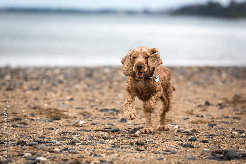 Golden Cocker Spaniel Golden Cocker Spaniel
