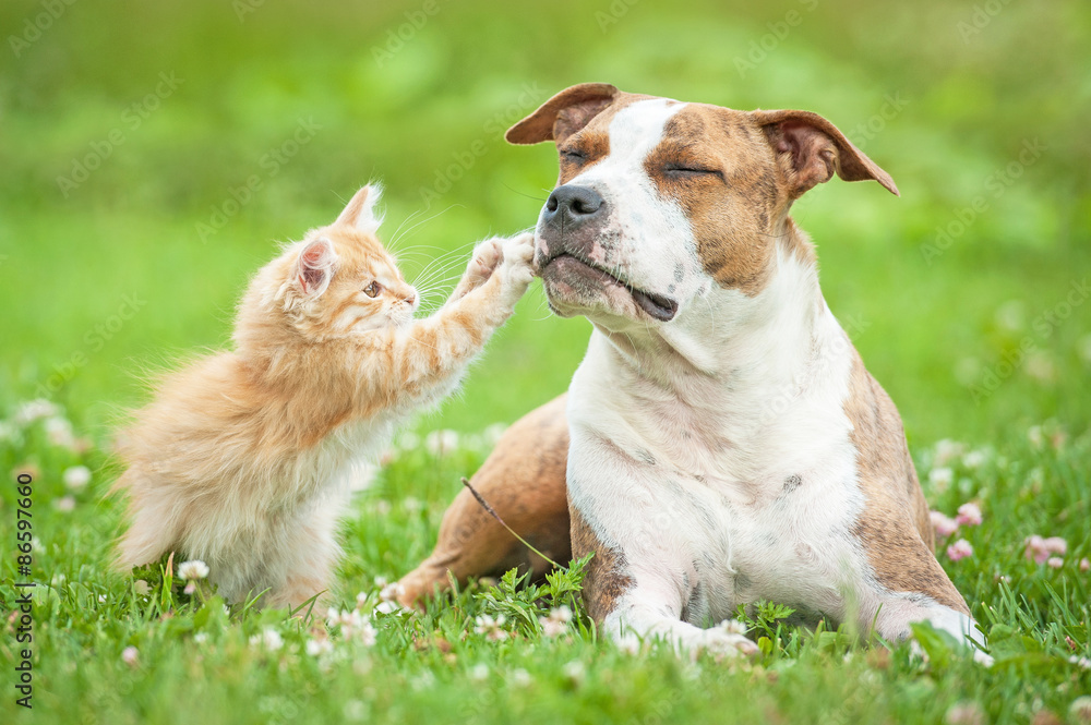 Little kitten playing with american staffordshire terrier dog