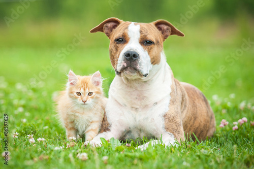 Little kitten with american staffordshire terrier dog