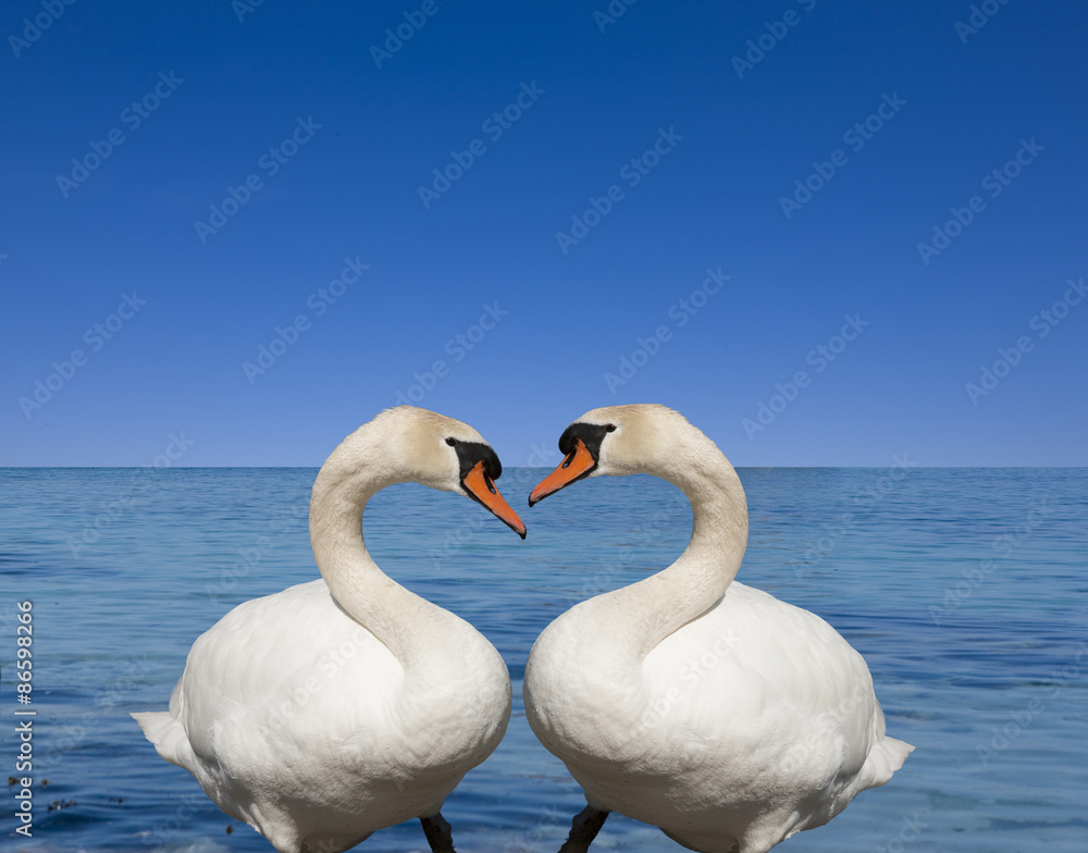 Naklejka premium Schwanenherz
