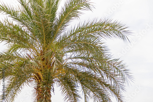 Palm Tree