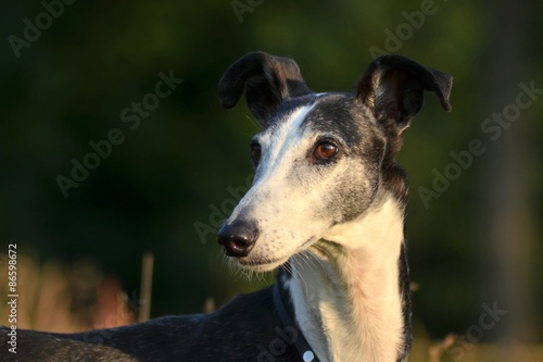 Galgo Espanol